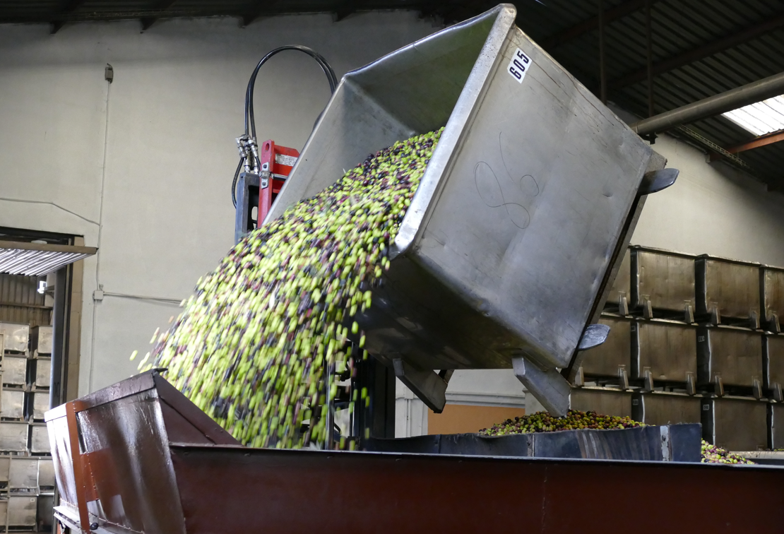 Olijven die vanuit een metalen bak in een verwerkingsmachine worden gegoten.