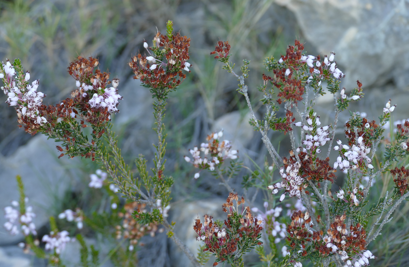 Groene takjes met kleine witte en bruine bloemen tegen een rotsachtige achtergrond.