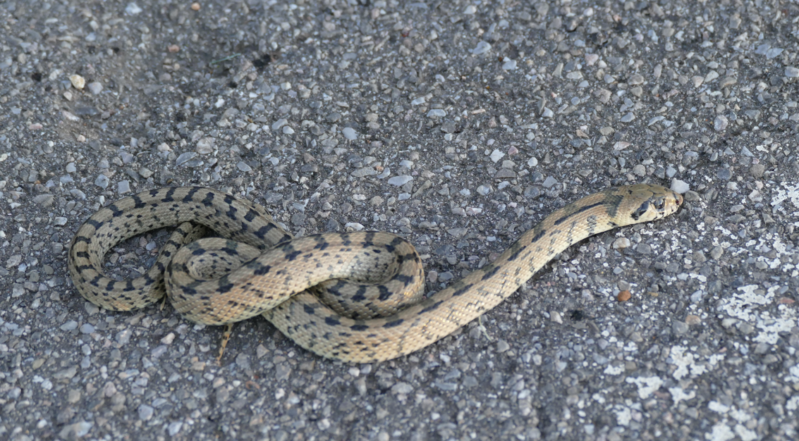 Een slang met een bruin-zwart patroon op het asfalt.