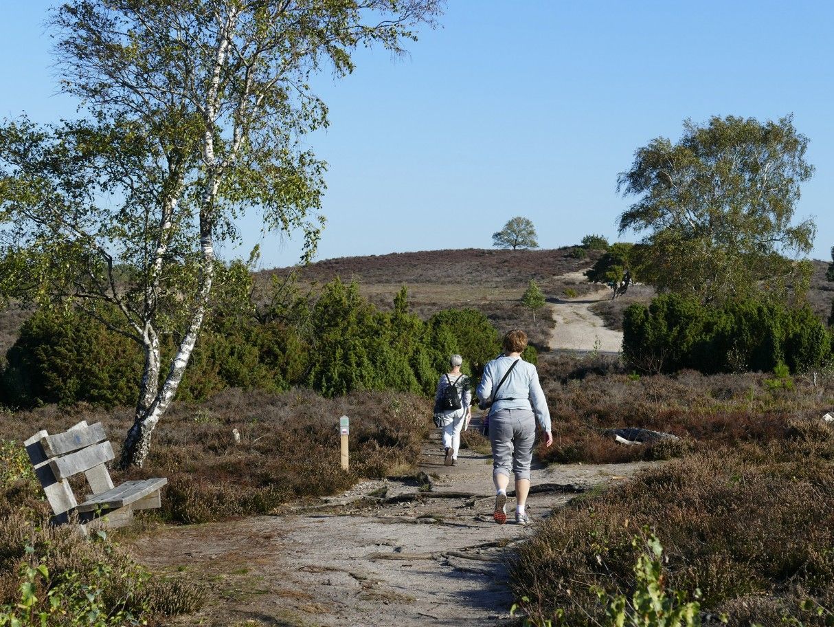 Twee mensen lopen over een zandpad door een heidegebied met berkenbomen, jeneverbesstruiken en een houten bankje.