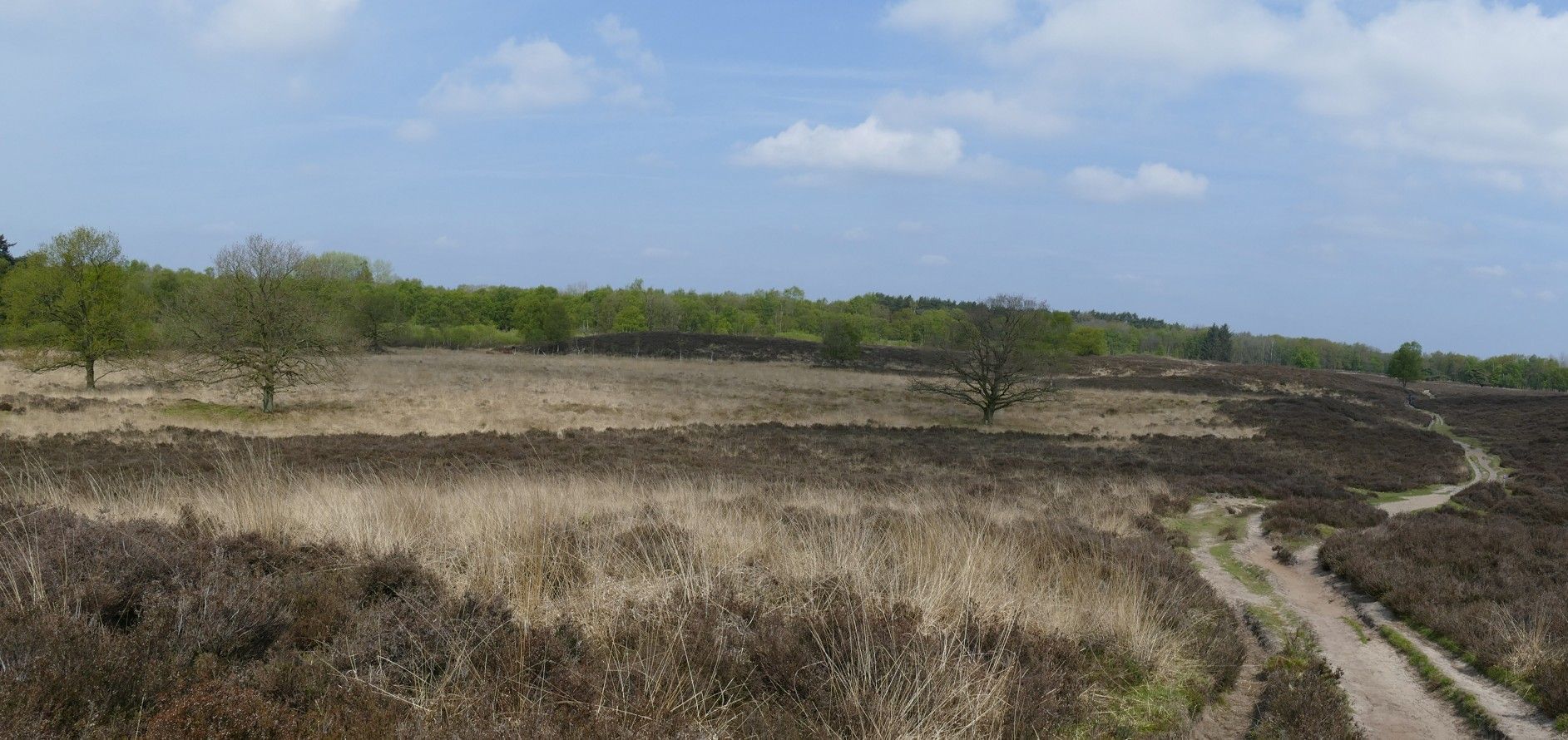 Een zandpad kronkelt door een veld met bruine heide en dor gras onder een blauwe hemel met bomen op de achtergrond.