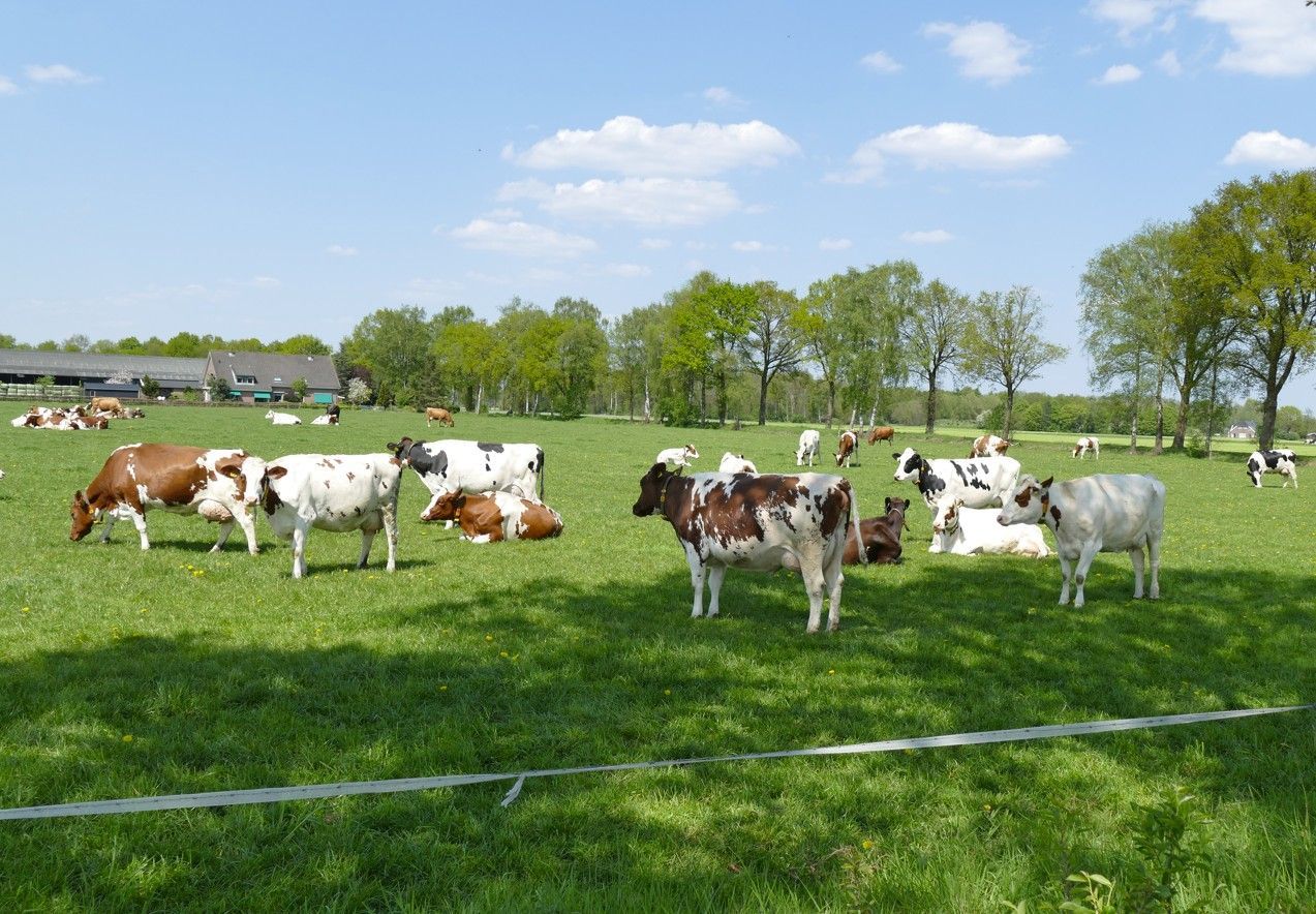 Koeien grazen in een zonnige, groene weide met bomen op de achtergrond. Een aantal koeien is wit, andere bruin.