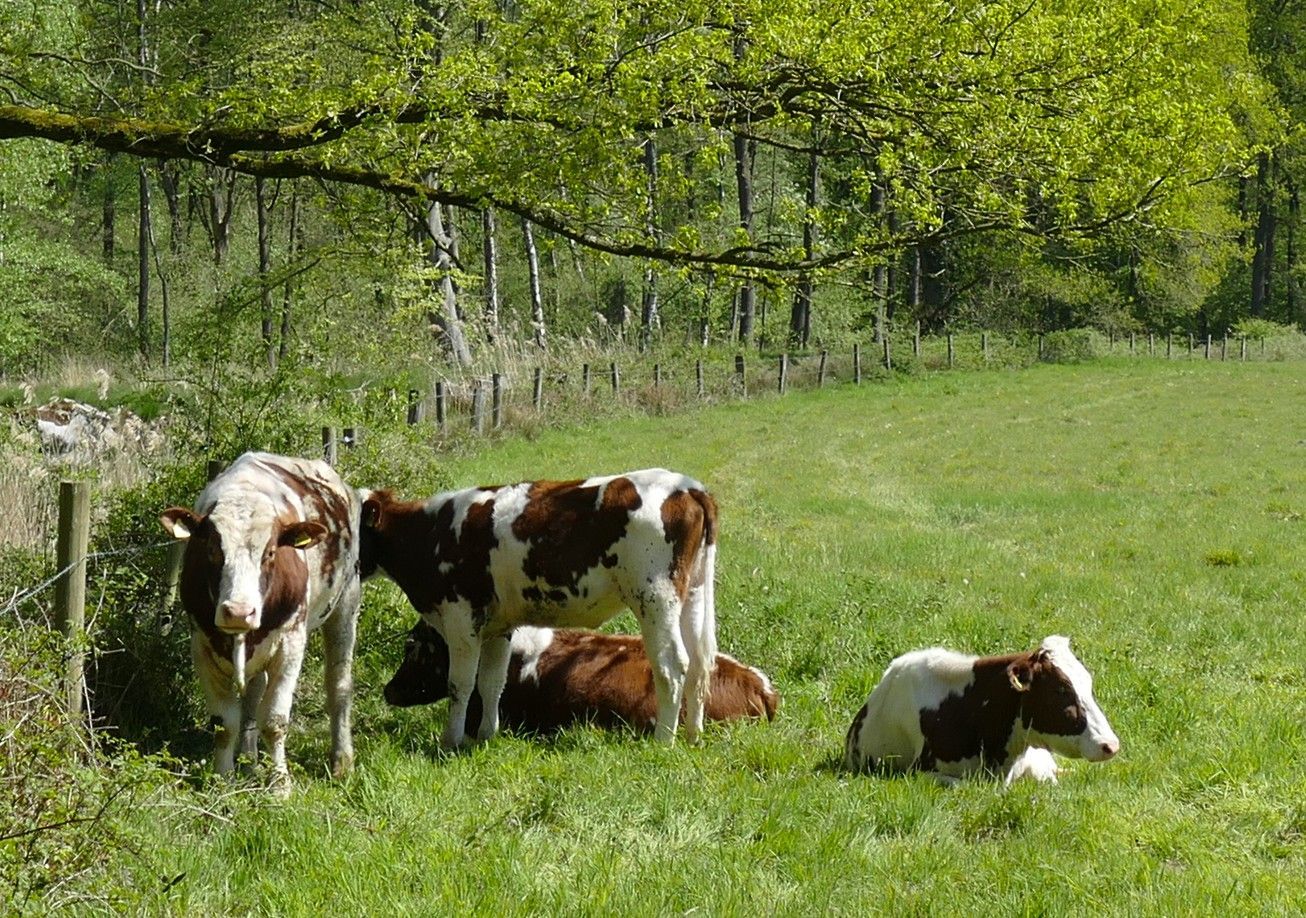 Koeien grazen in een zonnige, groene weide met bomen op de achtergrond. Twee staan, twee liggen.