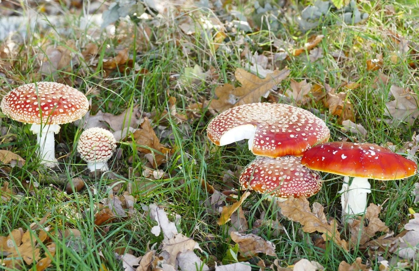 Verschillende roodkapjes en witgevlekte Amanita muscaria-paddenstoelen groeien in het groene gras en gevallen bladeren.