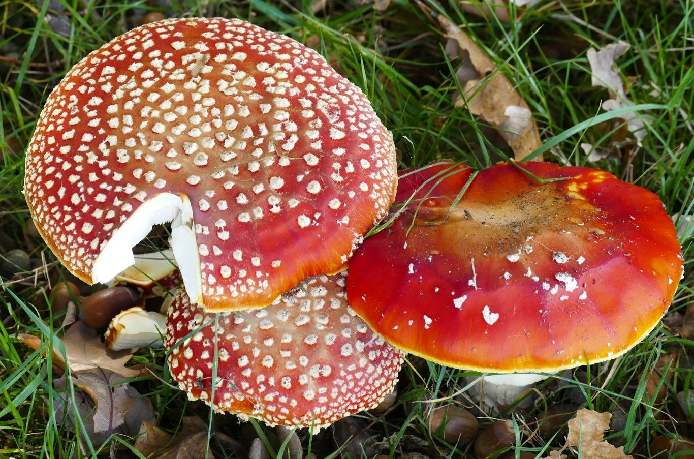 Drie rode, witgevlekte Amanita muscaria-paddenstoelen groeien in het gras.
