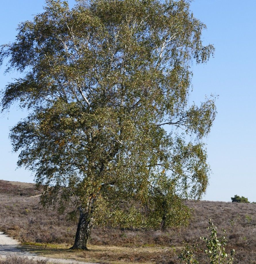 Een eenzame, volwassen berk met goudgroene bladeren staat op een heideveld onder een helderblauwe hemel.