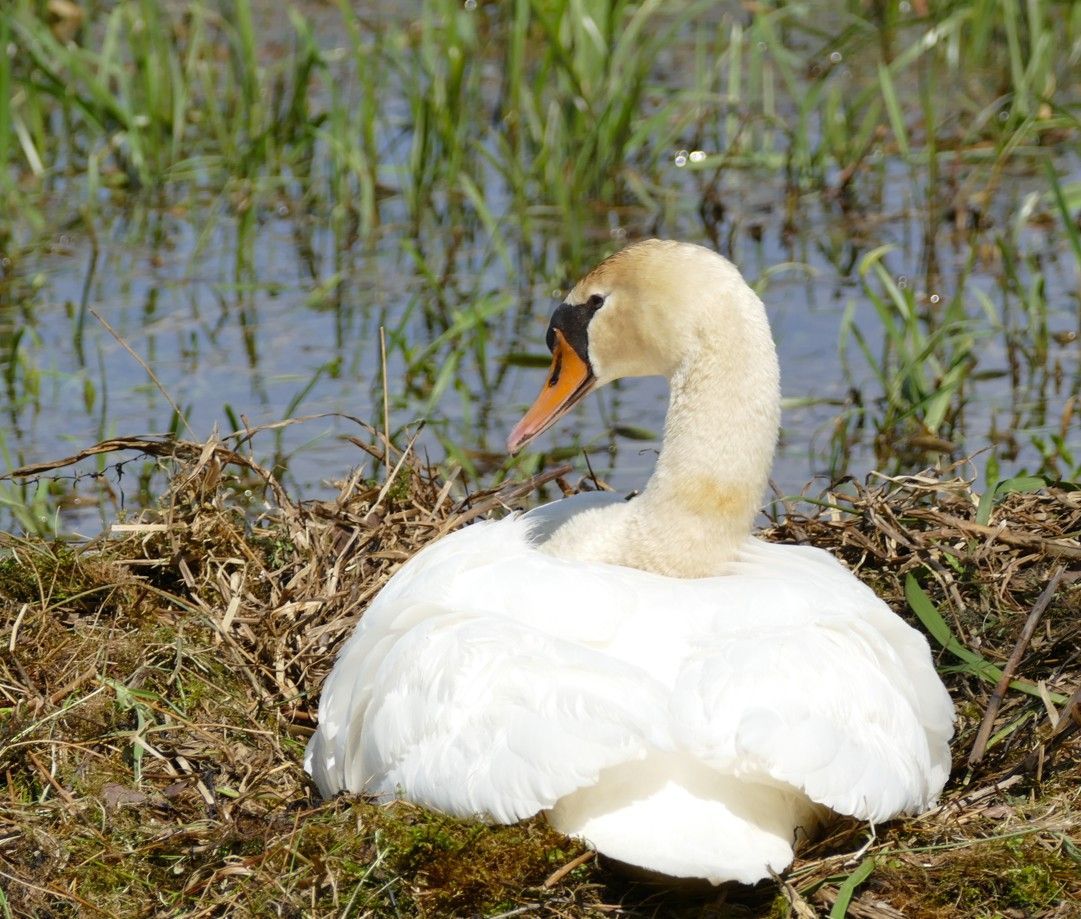 Een zwaan die nestelt in hoog gras vlakbij water. Hij heeft witte veren, een oranje snavel en een gebogen nek.