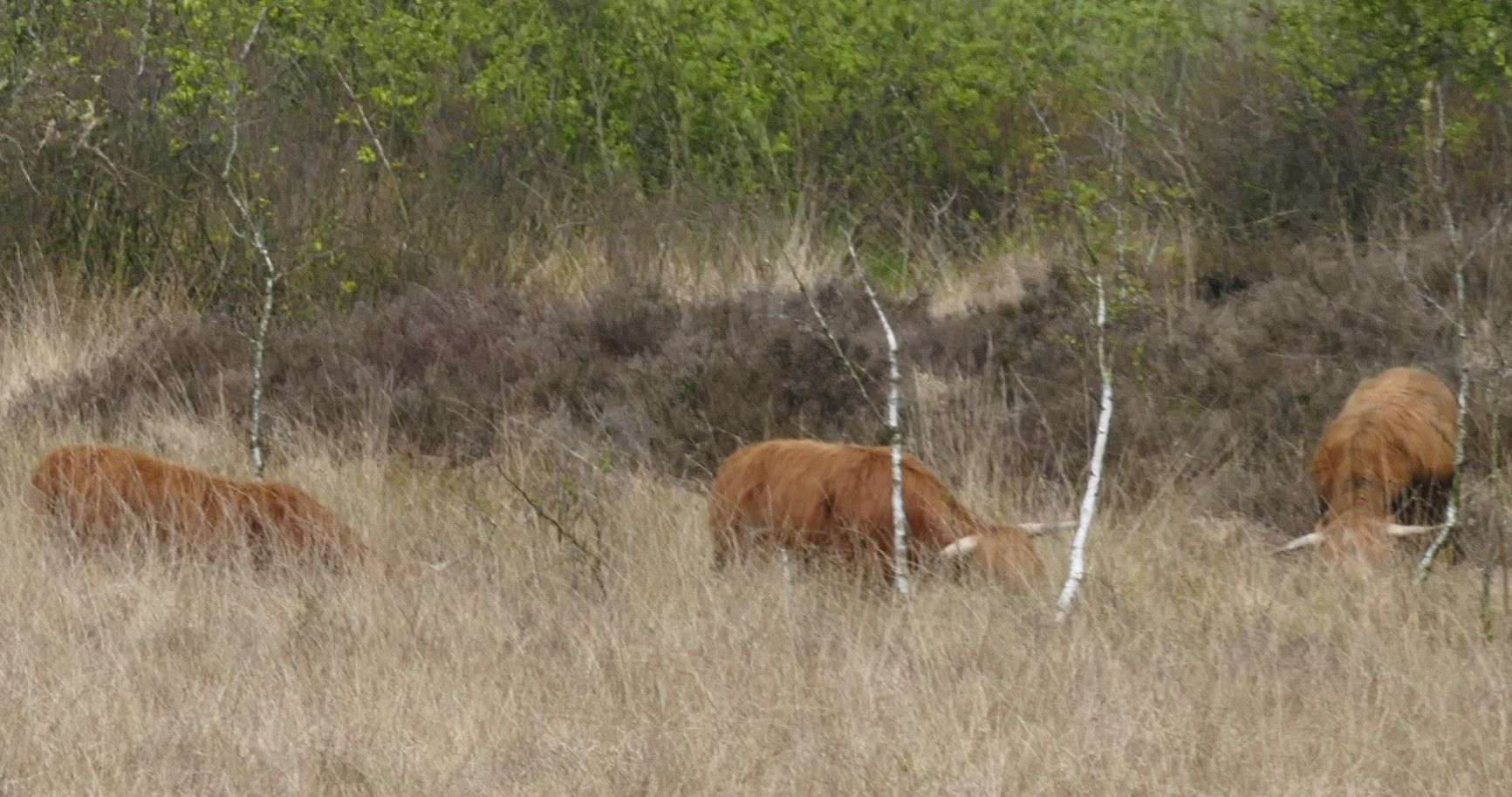 Drie bruine Schotse hooglandkoeien grazen in een grasveld, met bomen op de achtergrond.