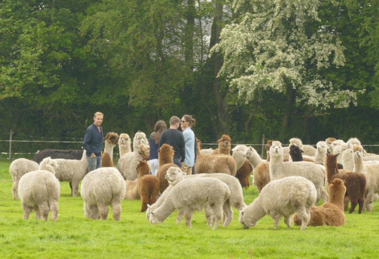 Mensen staan ​​tussen een kudde alpaca's die grazen in een groen veld. Op de achtergrond zijn bomen te zien.