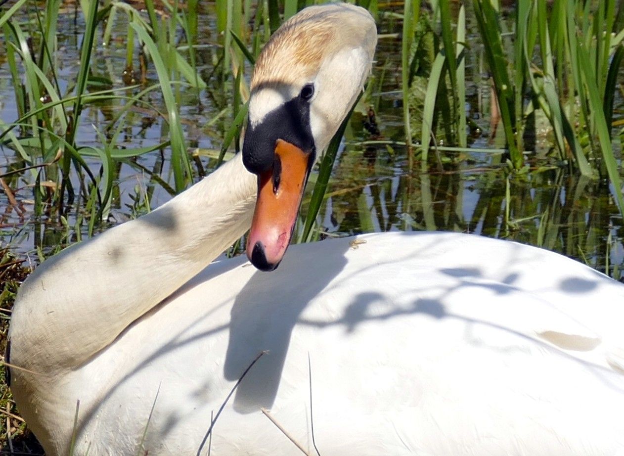 Een witte zwaan, met een gebogen nek en een zwart-oranje snavel, rust uit aan de waterkant.