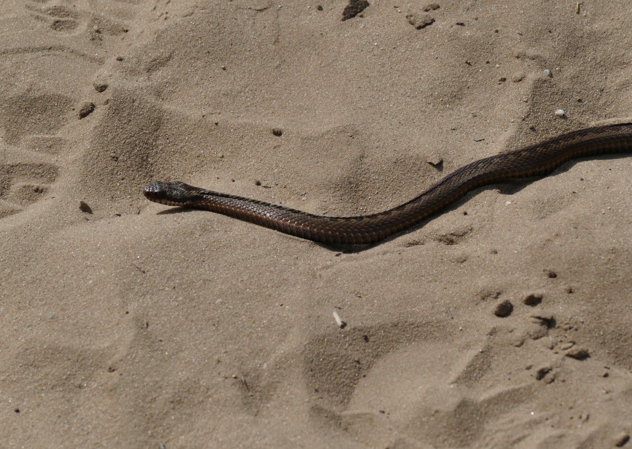 Een bruine slang kronkelt over de zandgrond.
