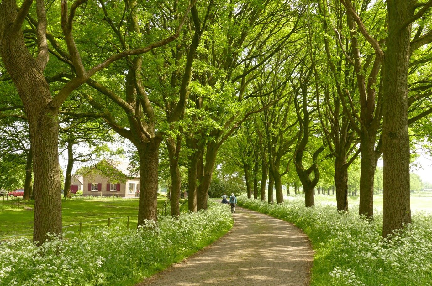 Een pad door een met bomen omzoomde laan, met in de verte een huis en mensen die erlangs lopen. Witte bloemen sieren het pad.
