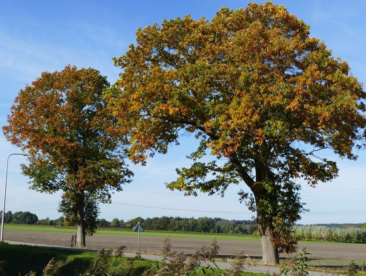 Twee grote bomen met herfstkleurig, groen en oranje blad staan ​​in een veld onder een helderblauwe hemel.