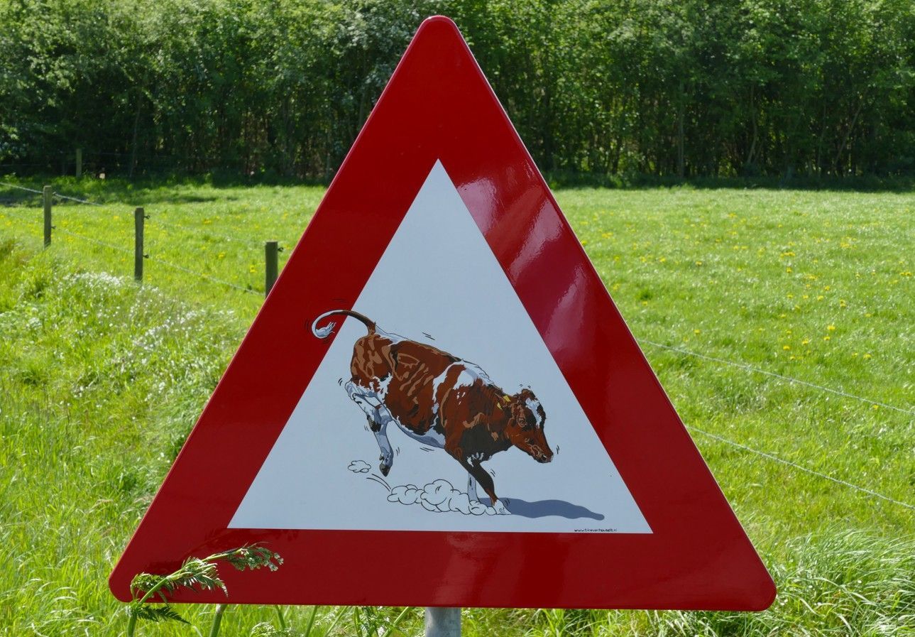 Rood driehoekig verkeersbord met een waarschuwingskoe: witte binnenkant, rennende koe. Groen grasveld op de achtergrond.