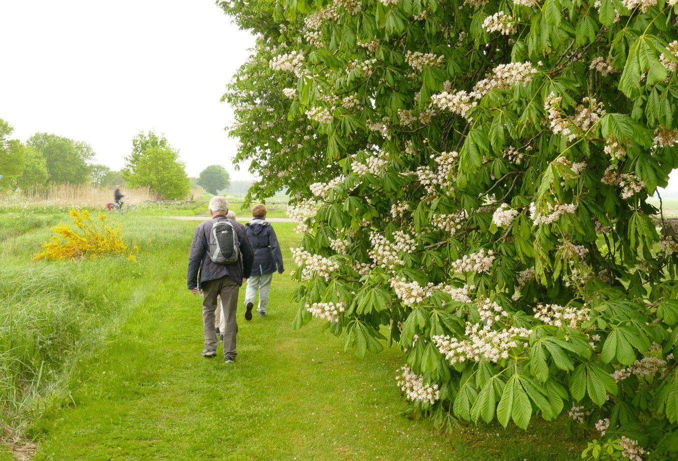Twee mensen lopen over een graspad naast een bloeiende boom.