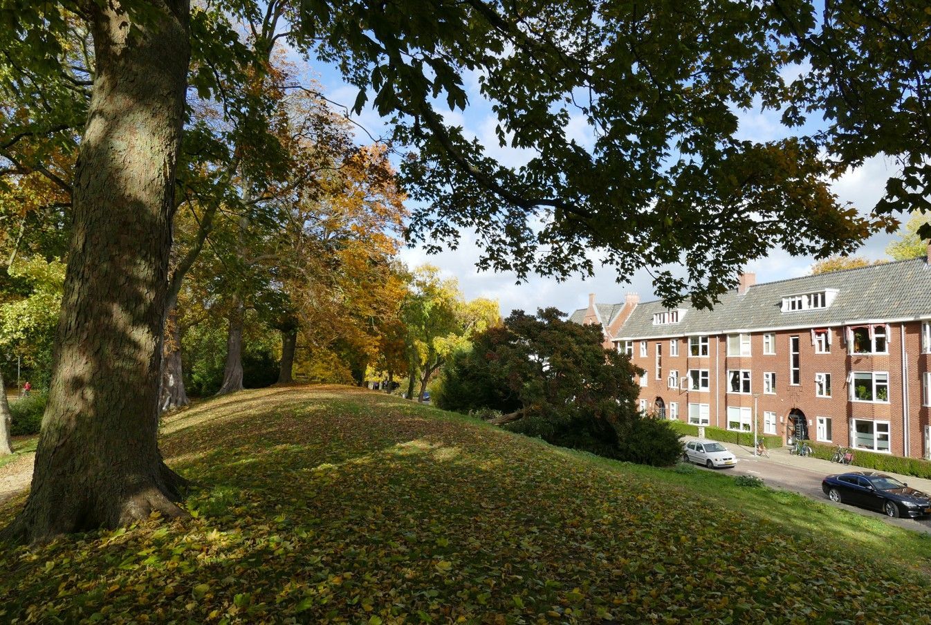 Heuvel bedekt met gevallen bladeren, bomen met herfsttakken, appartementencomplex op de achtergrond.