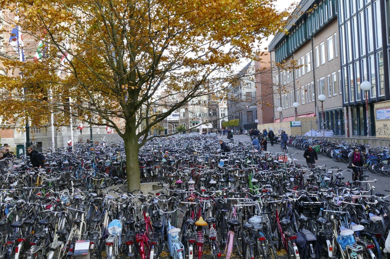 Grote fietsenstalling voor de gebouwen, herfstbomen met gele bladeren erboven.