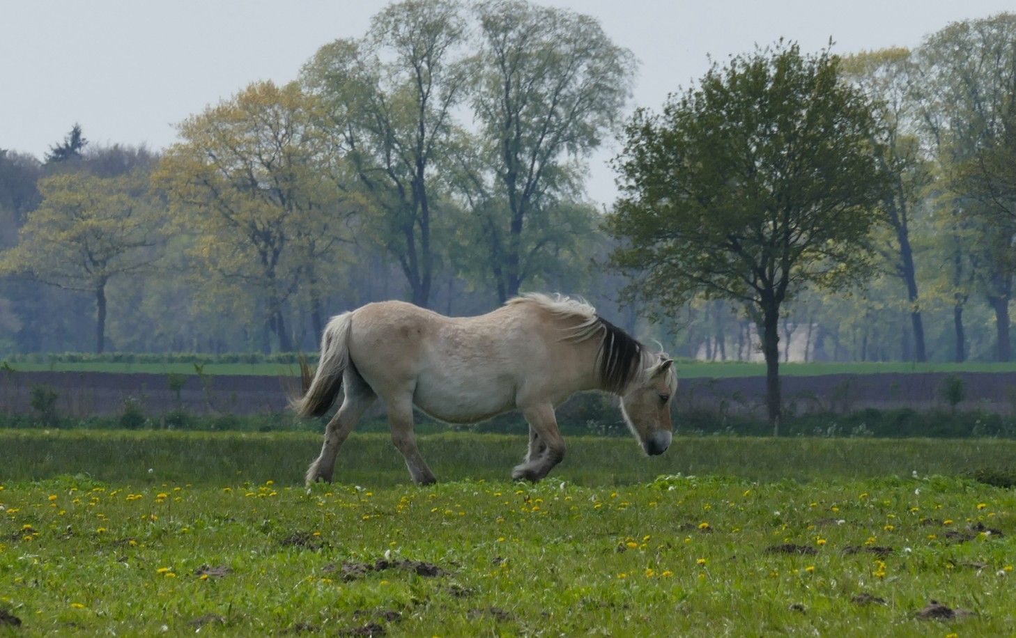 Een fjordpaard graast in een grasveld met bomen op de achtergrond.