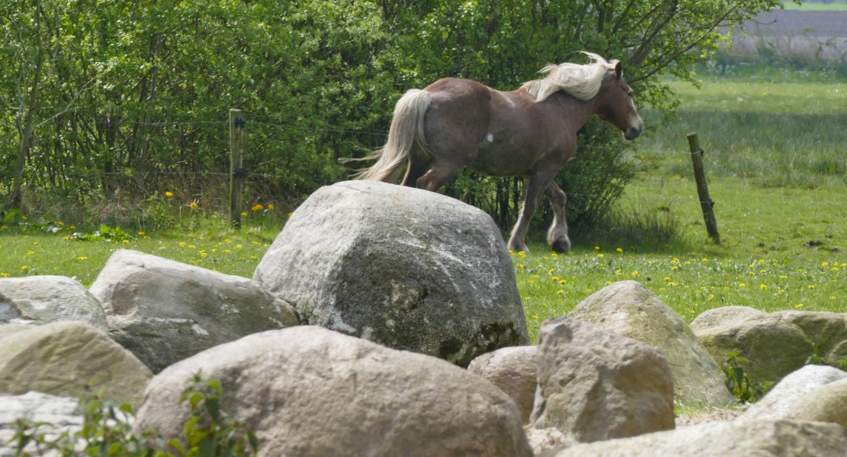 Een bruin paard met een witte manen loopt in een grasveld, vlakbij een grote kei en wat struiken.