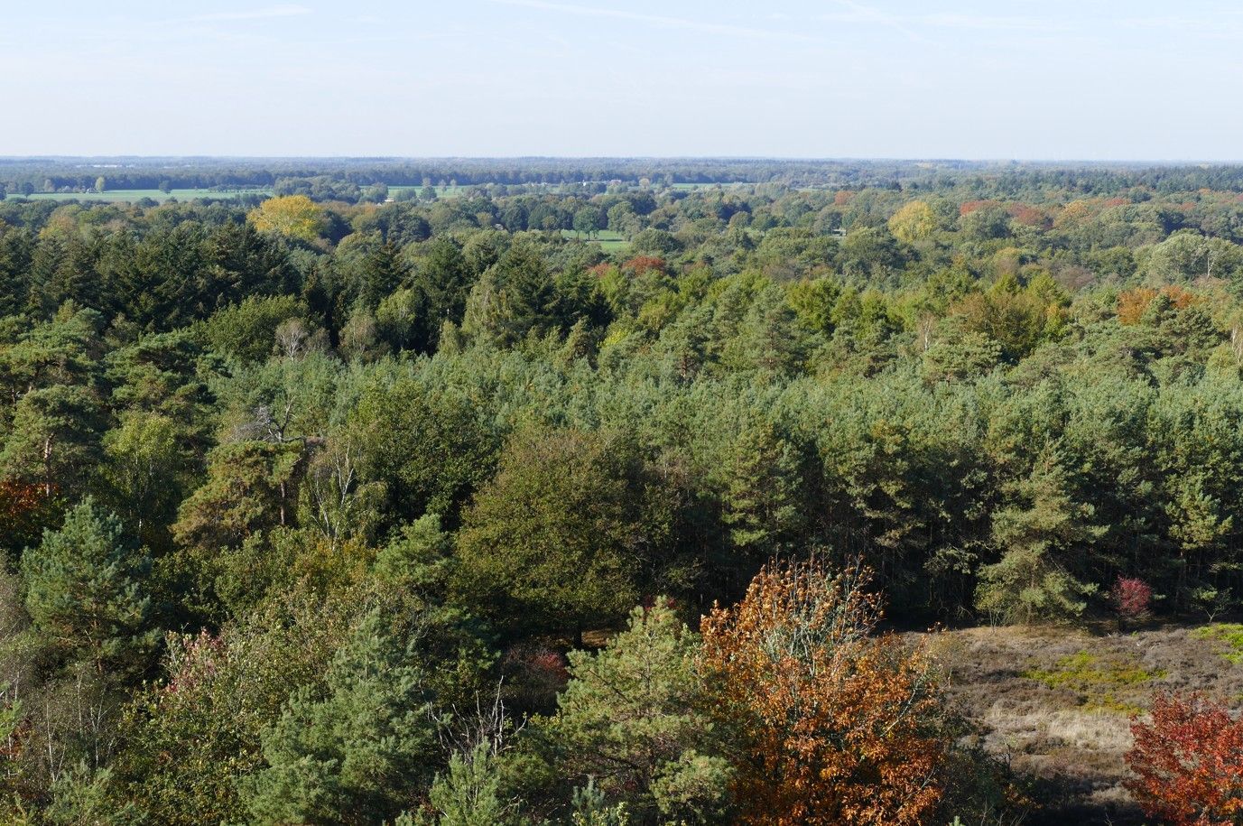 Een uitgestrekt, dicht bos strekt zich uit tot aan de horizon onder een helderblauwe hemel. Herfstbladeren verschijnen.