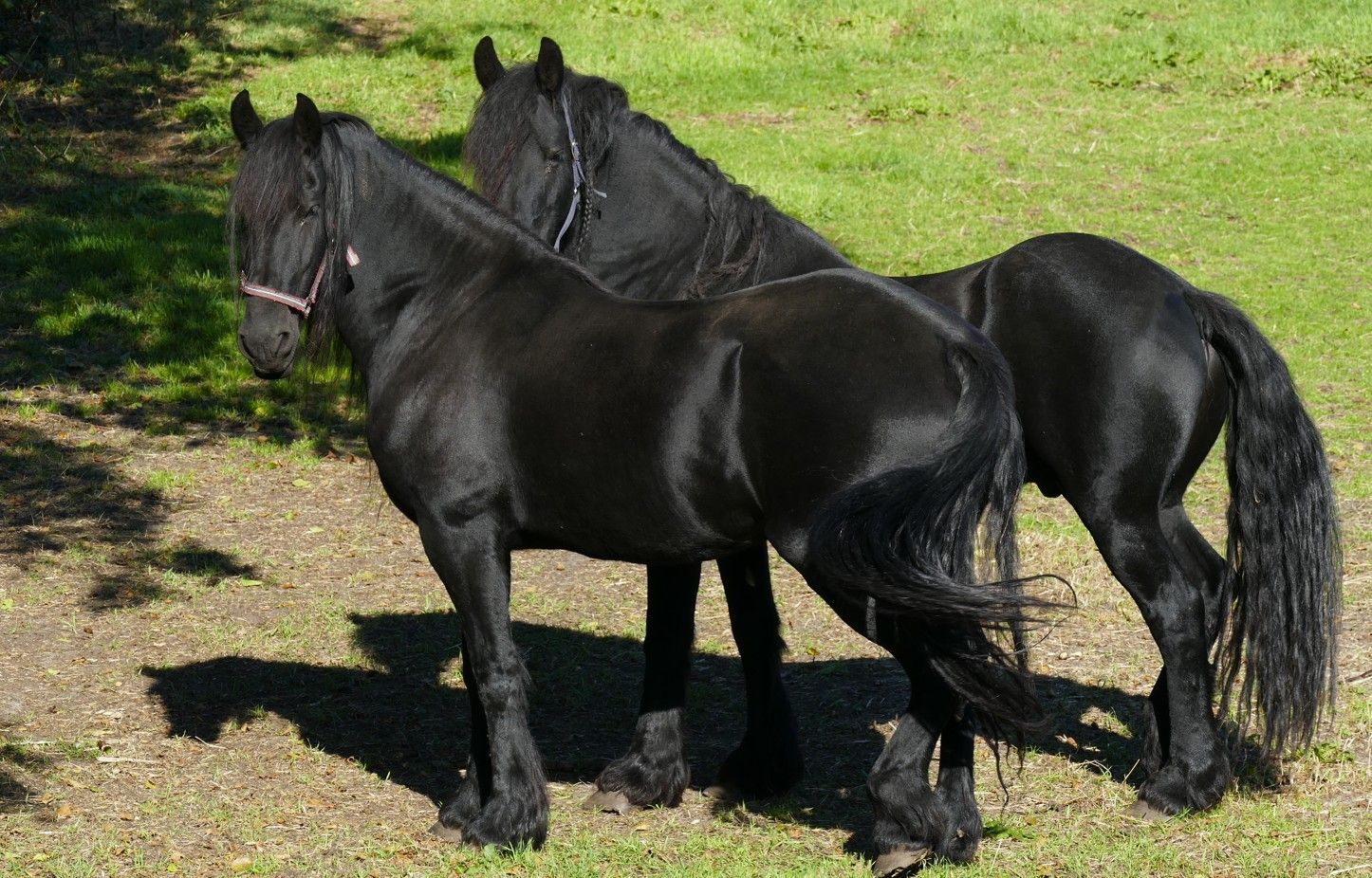 Twee zwarte paarden staan ​​samen op een stukje gras in de zon.