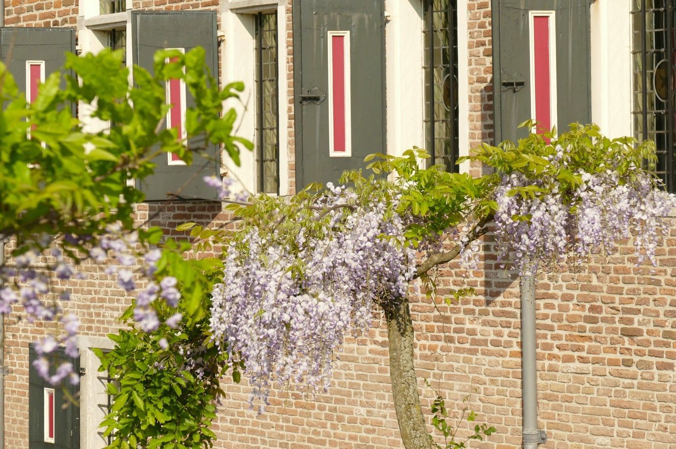 Blauwe regen bloeit weelderig voor een bakstenen gebouw met grijze luiken, die geaccentueerd worden door rode strepen.