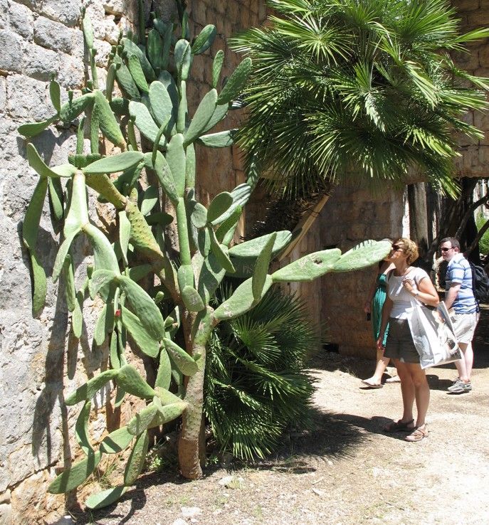 Een cactus die tegen een stenen muur groeit, met voorbijlopende mensen en palmbomen op de achtergrond.