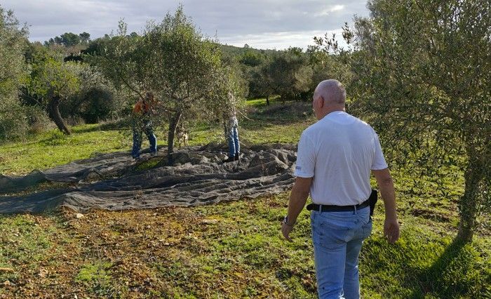 Een man loopt richting olijfbomen; anderen plukken olijven. Groen veld, blauwe lucht, bomen en donker net.