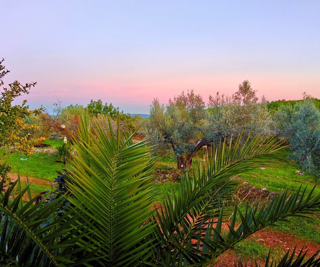 Palmbladeren op de voorgrond omlijsten een weelderig groen landschap onder een roze en blauwe schemerhemel.