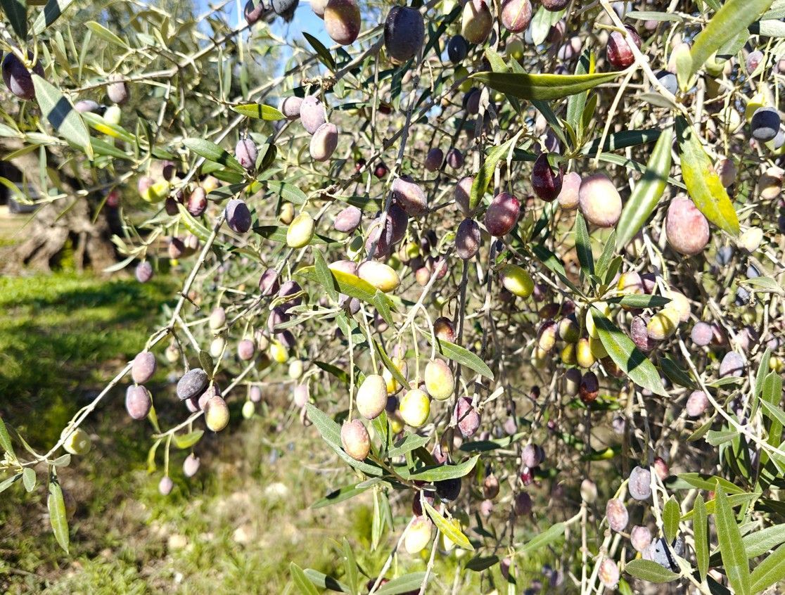 Olijfboomtakken vol groene, gele en paarse olijven.