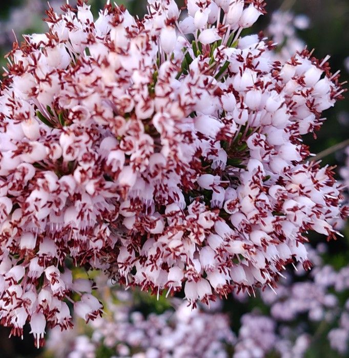 Close-up van een trosje kleine witte klokvormige bloemen met roodbruine uiteinden.