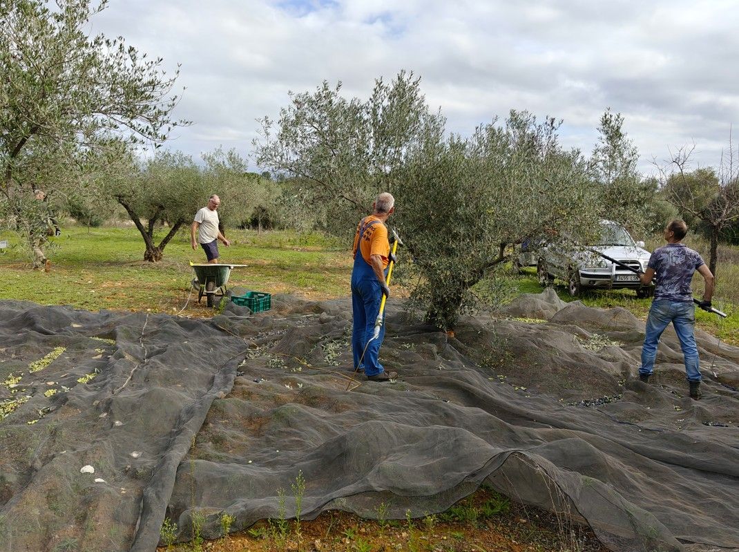Olijfoogst: Mensen plukken olijven met behulp van netten en gereedschap in een olijfgaard op een bewolkte dag.