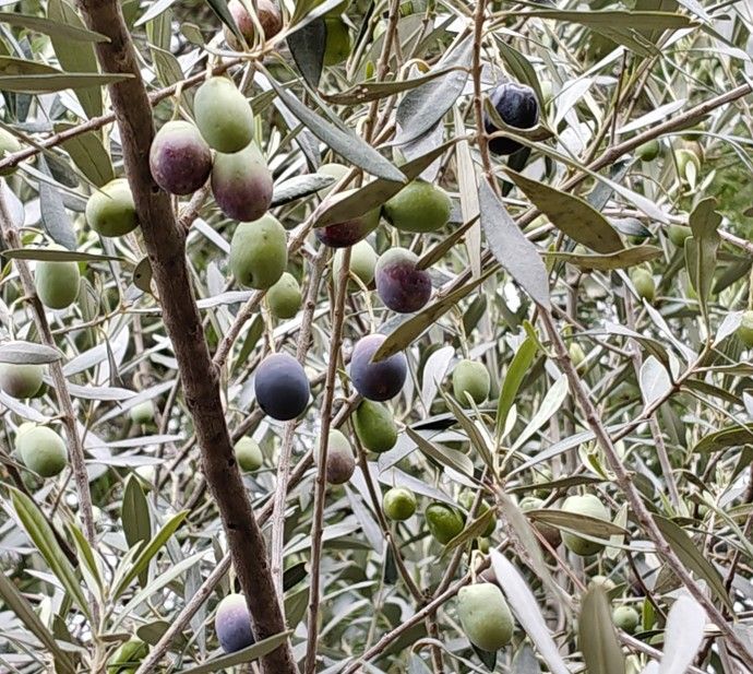 Olijfboomtak met groene, paarse en zwarte olijven.