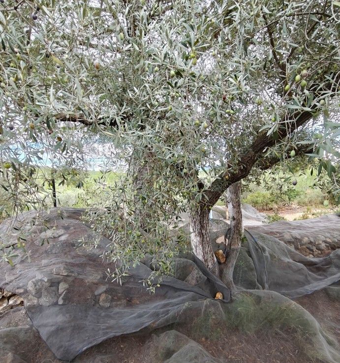 Olijfboom met zwart net aan de voet; buiten op een rotsachtige helling.