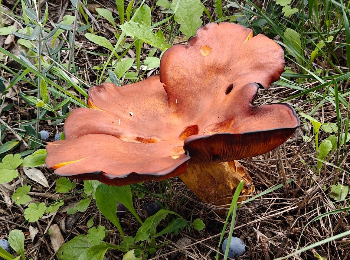 Grote, oranje-bruine paddenstoel met een gegolfde hoed, groeiend in grasland.
