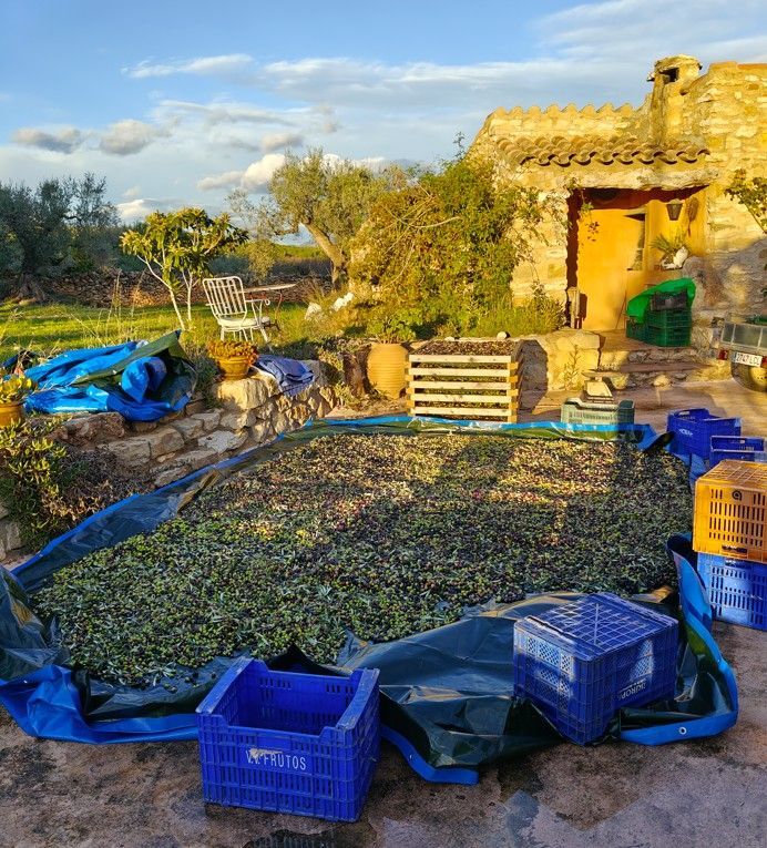 Olijven te drogen op een zeil bij een stenen gebouw en blauwe kratten, in de buitenlucht.