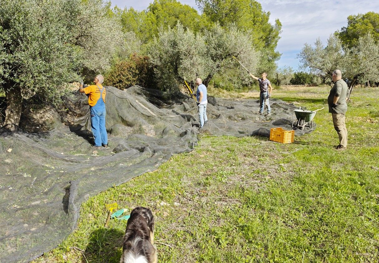 Mensen plukken olijven met behulp van netten in een zonnige boomgaard. Een hond kijkt toe.