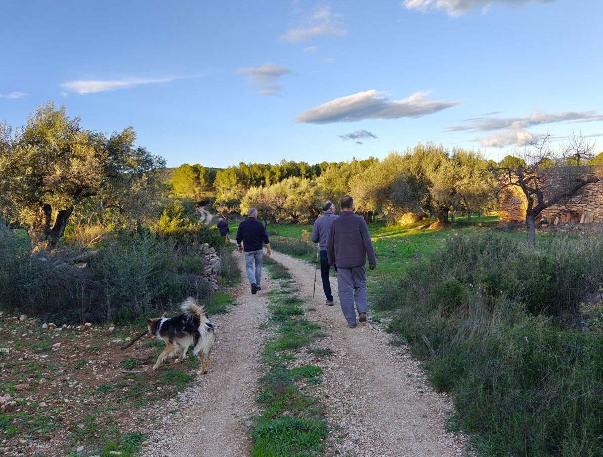 Mensen en een hond lopen over een zandpad door een veld met olijfbomen onder een gedeeltelijk bewolkte hemel.
