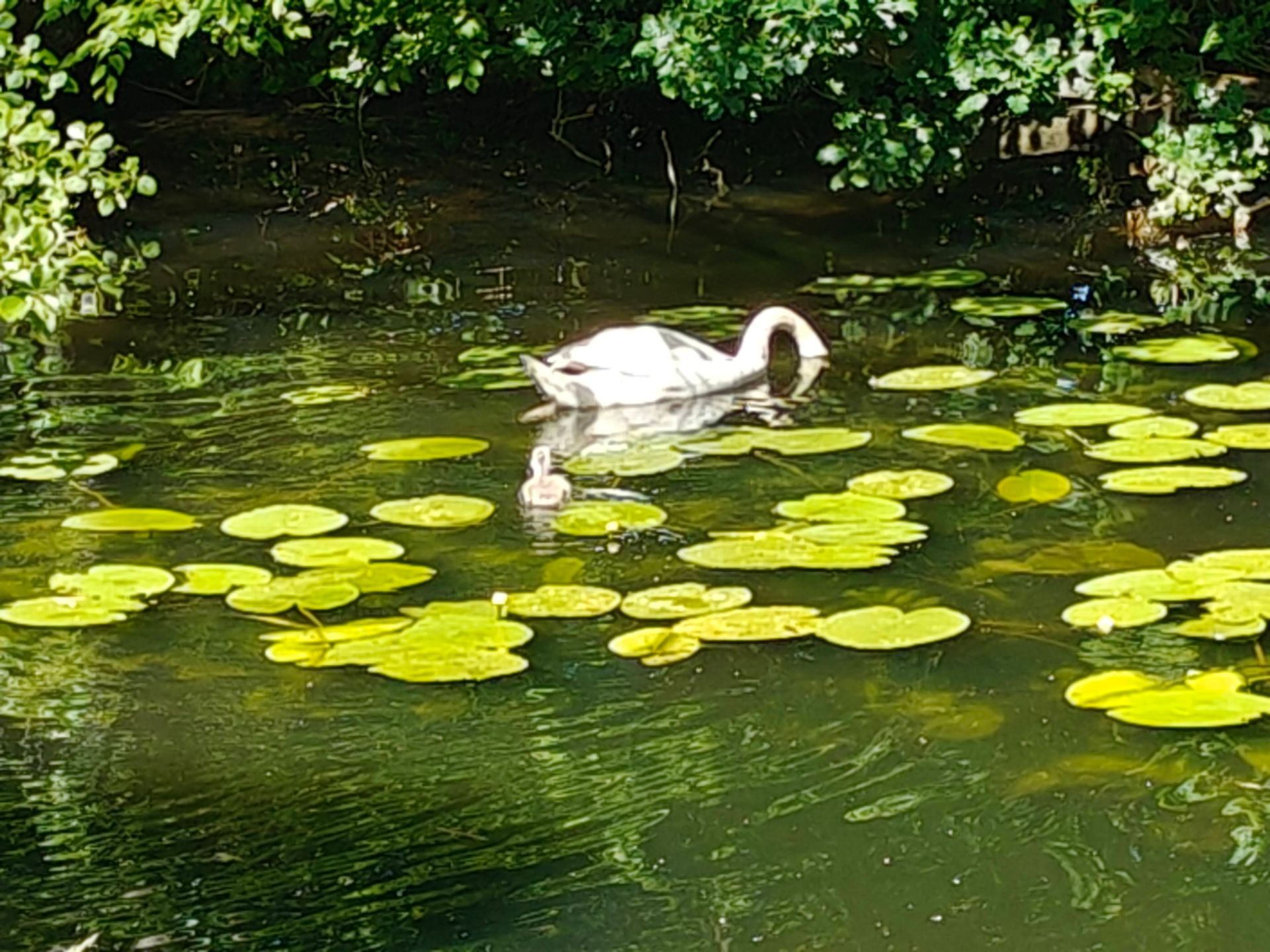 Een witte zwaan glijdt door een vijver met groene waterlelies en overhangend gebladerte.