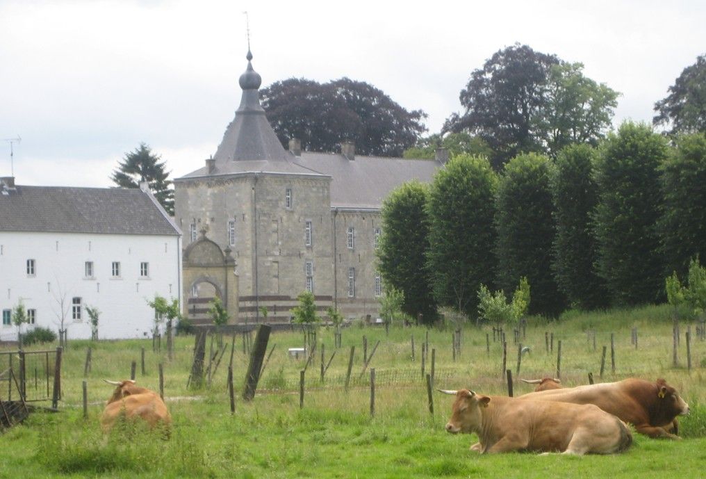 Koeien grazen in een grasveld naast een stenen kerk en een witte boerderij onder een bewolkte hemel.