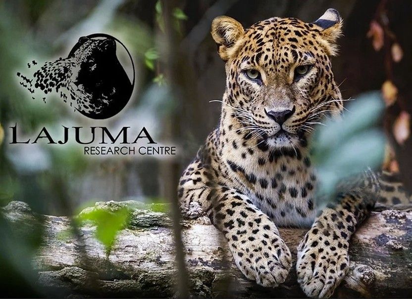 Luipaard zittend op een boomstam, recht in de ogen kijkend, met het logo van 