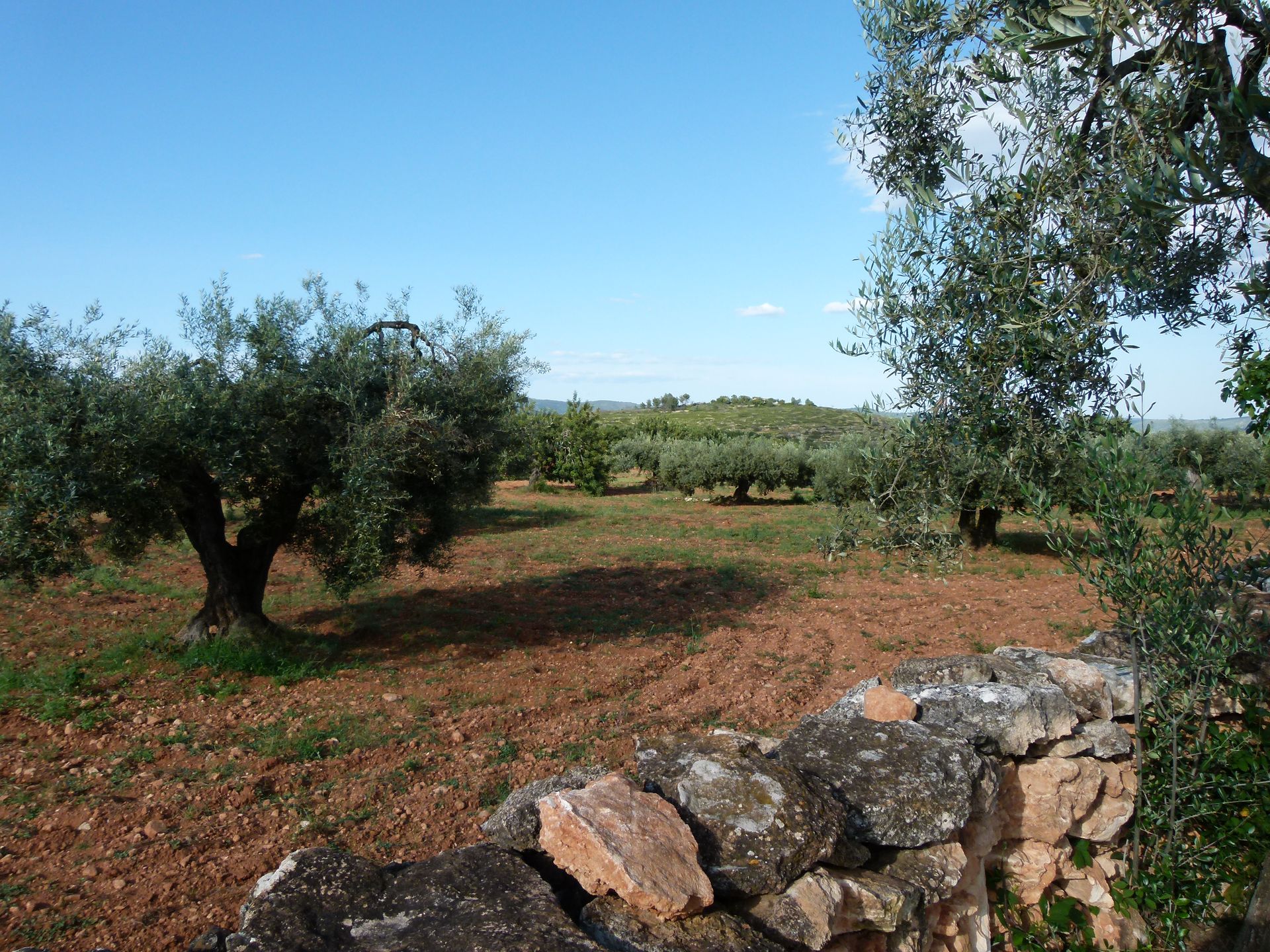 Olijfbomen in een boomgaard achter een verweerde stenen muur, onder een helderblauwe hemel.