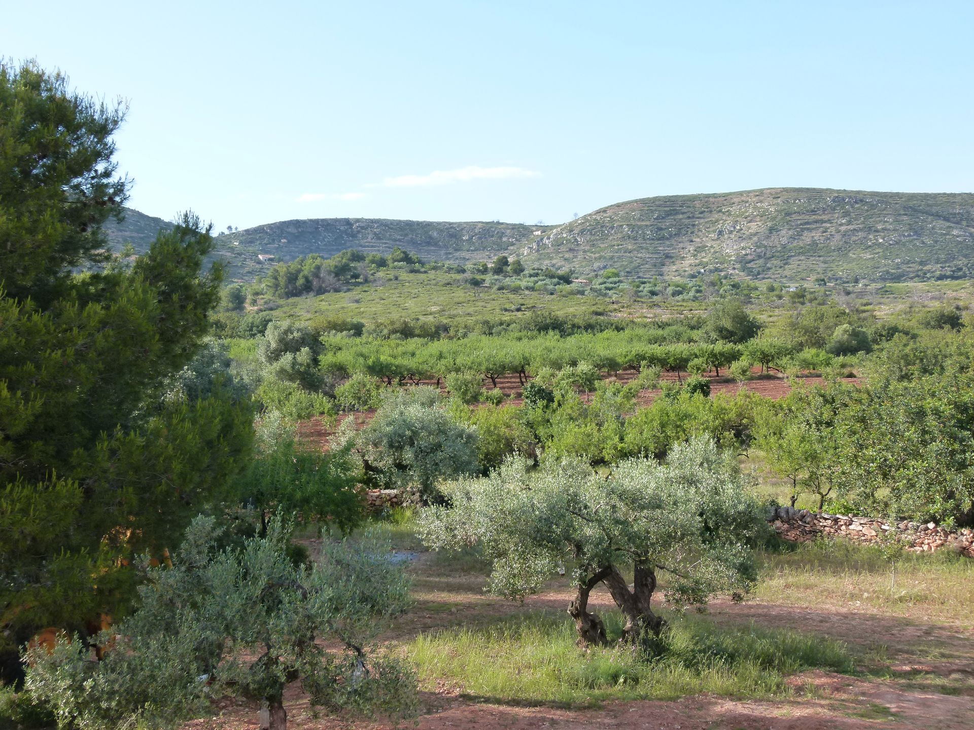 Olijfbomen op de voorgrond, terrasvormige velden en heuvels onder een blauwe hemel.
