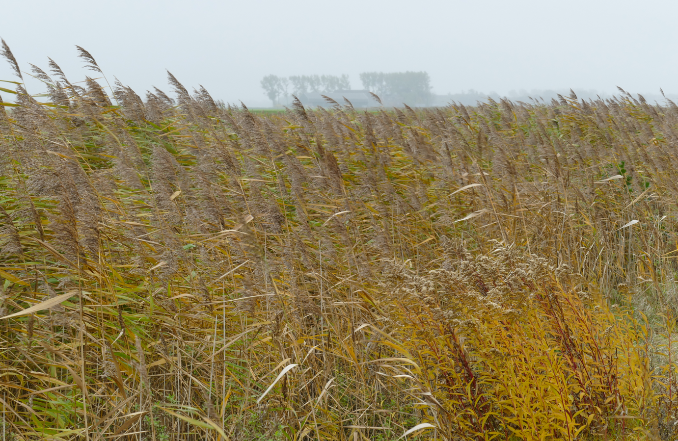 Een veld met hoog, verdroogd gras in gedempte gele en bruine tinten onder een mistige hemel.