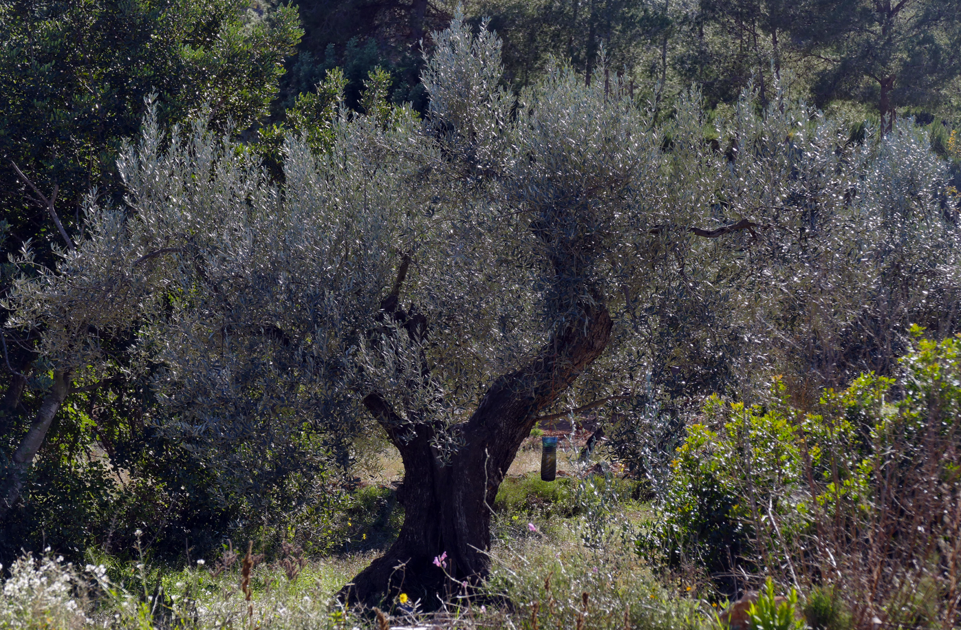Olijfboom met zilvergrijsgroene bladeren en een knoestige stam in een zonnig veld.