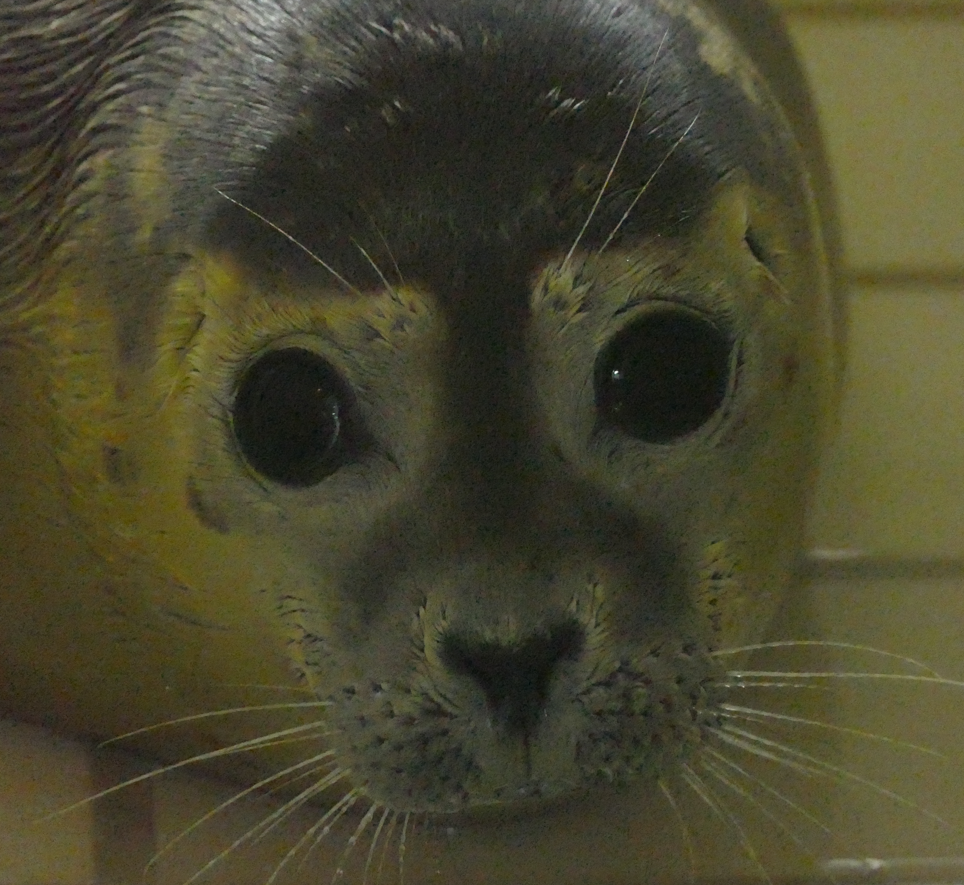 Close-up van een gewone zeehond met grote, donkere ogen die de kijker recht aankijkt.