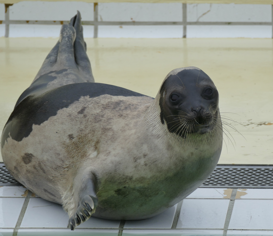 Zegel met donkergrijze voor- en achterkant, lichtgrijze romp, rustend op een tegeloppervlak.