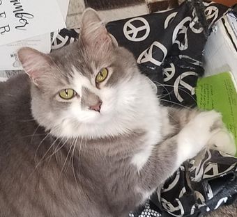 A gray and white cat laying on a black and white pillow