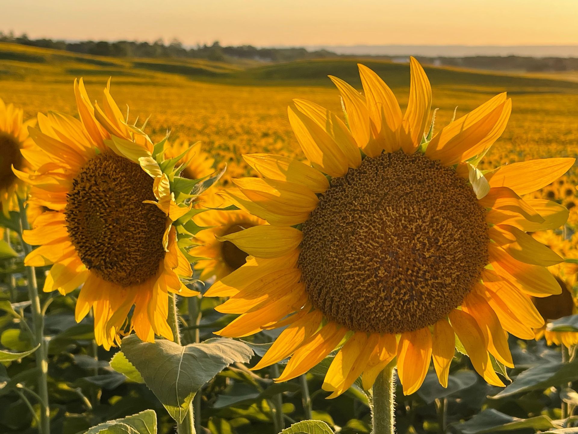 Sunflowers in a field bathed in golden sunlight.