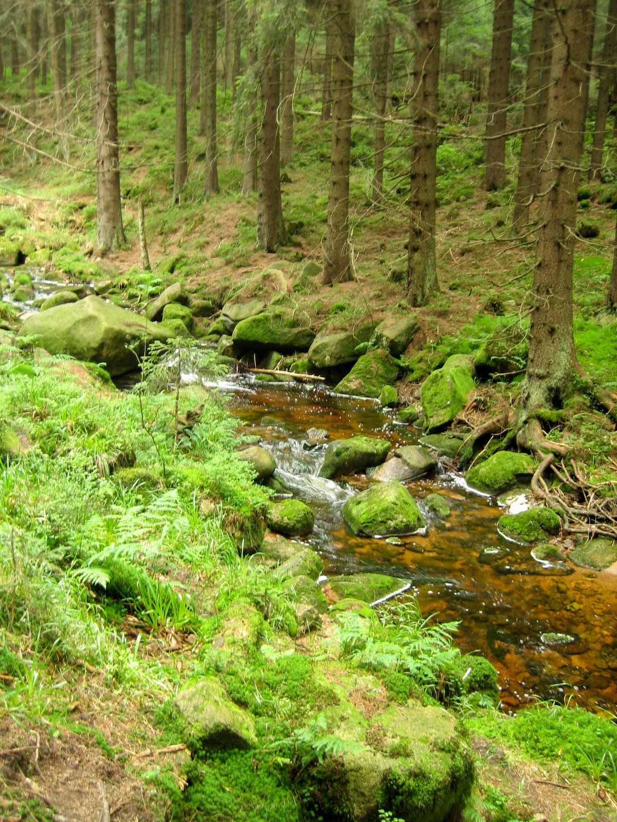 Bach am Eckerlochstieg im Nationalpark Harz.
